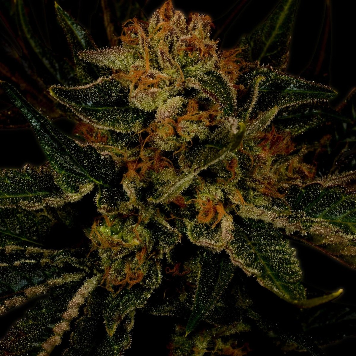 24K Gold Seeds