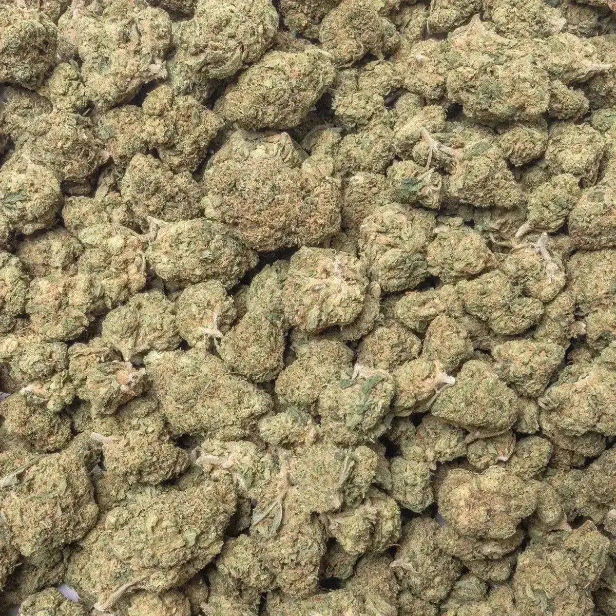 Acapulco Gold THCa Flower