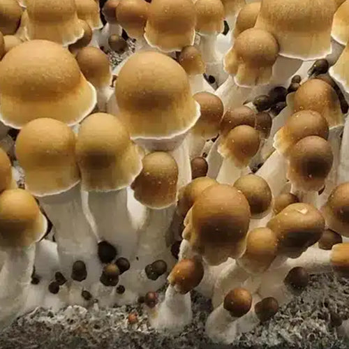 Old Dirty Penis Envy Isolated Spore Syringe