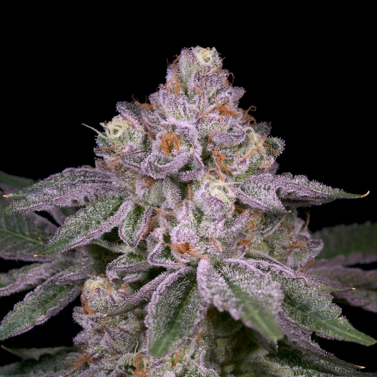 Adios MF Seeds