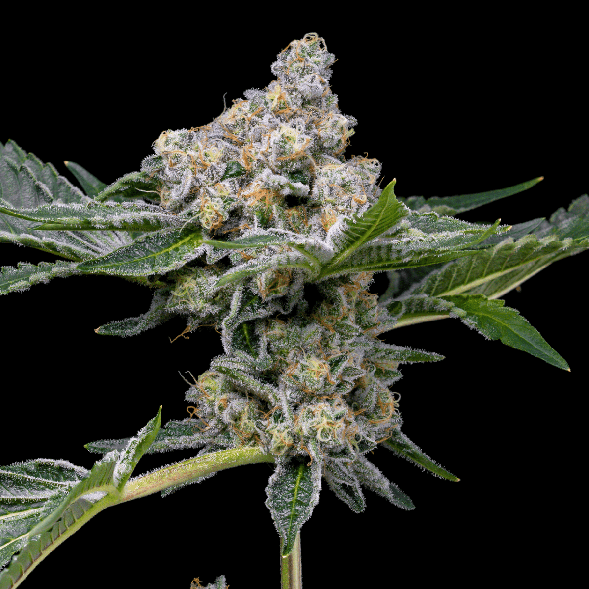 Beach Bum Autoflower Seeds