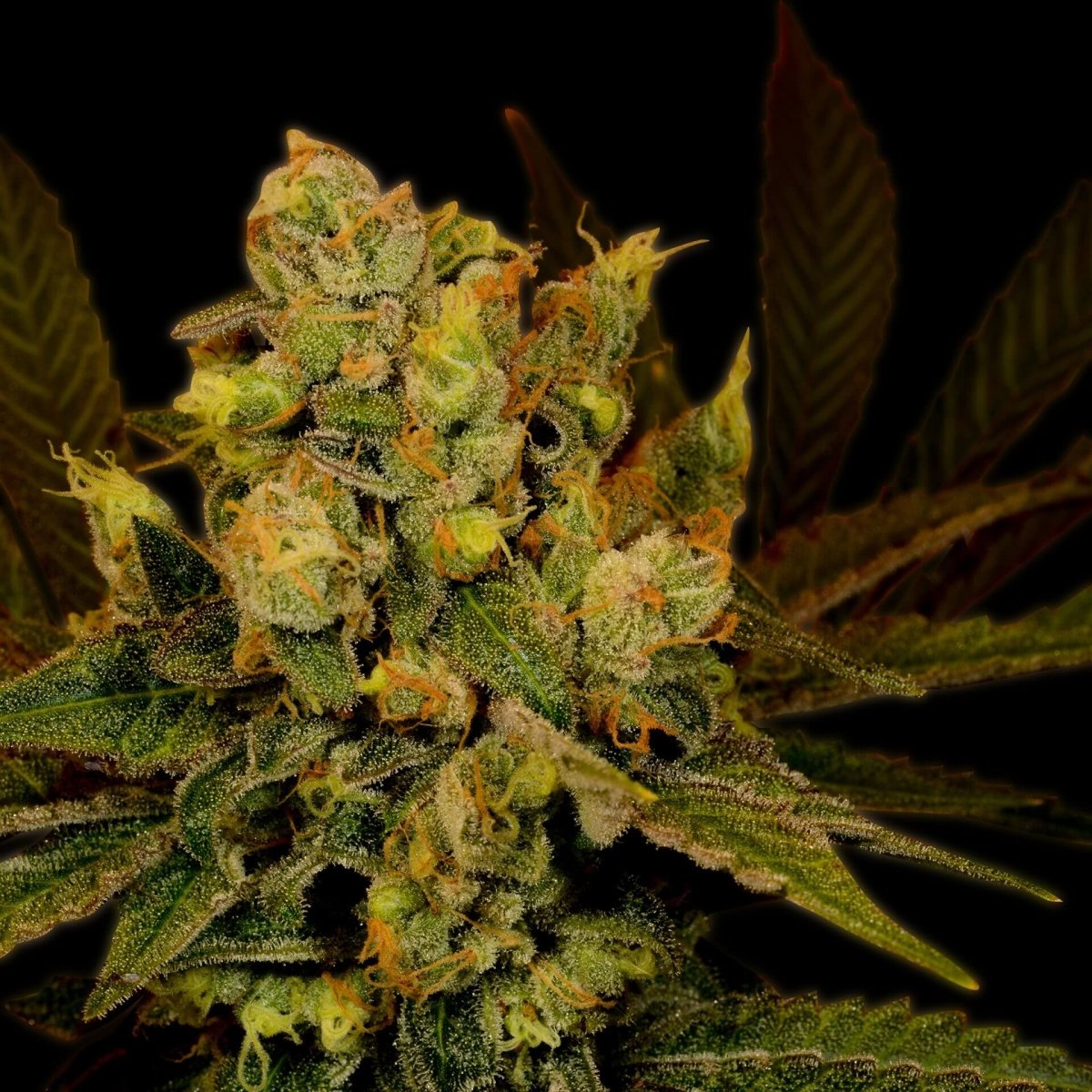 Black Widow Seeds