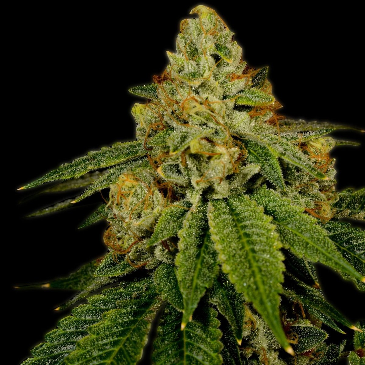 Bruce Banner Seeds