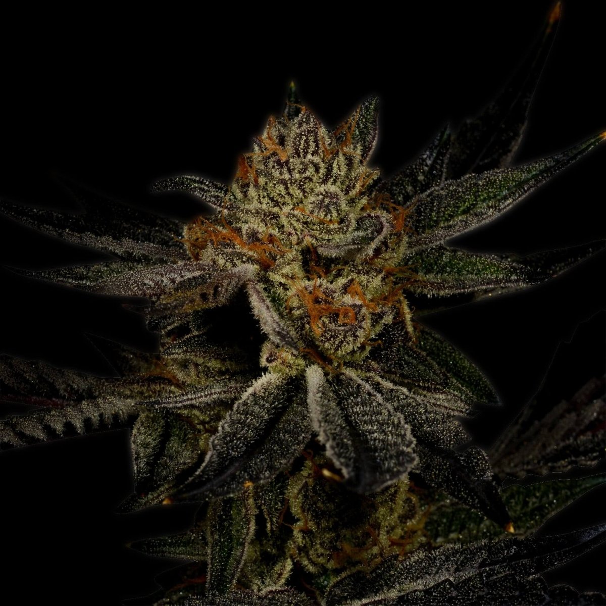 Bubba Kush Autoflower Seeds
