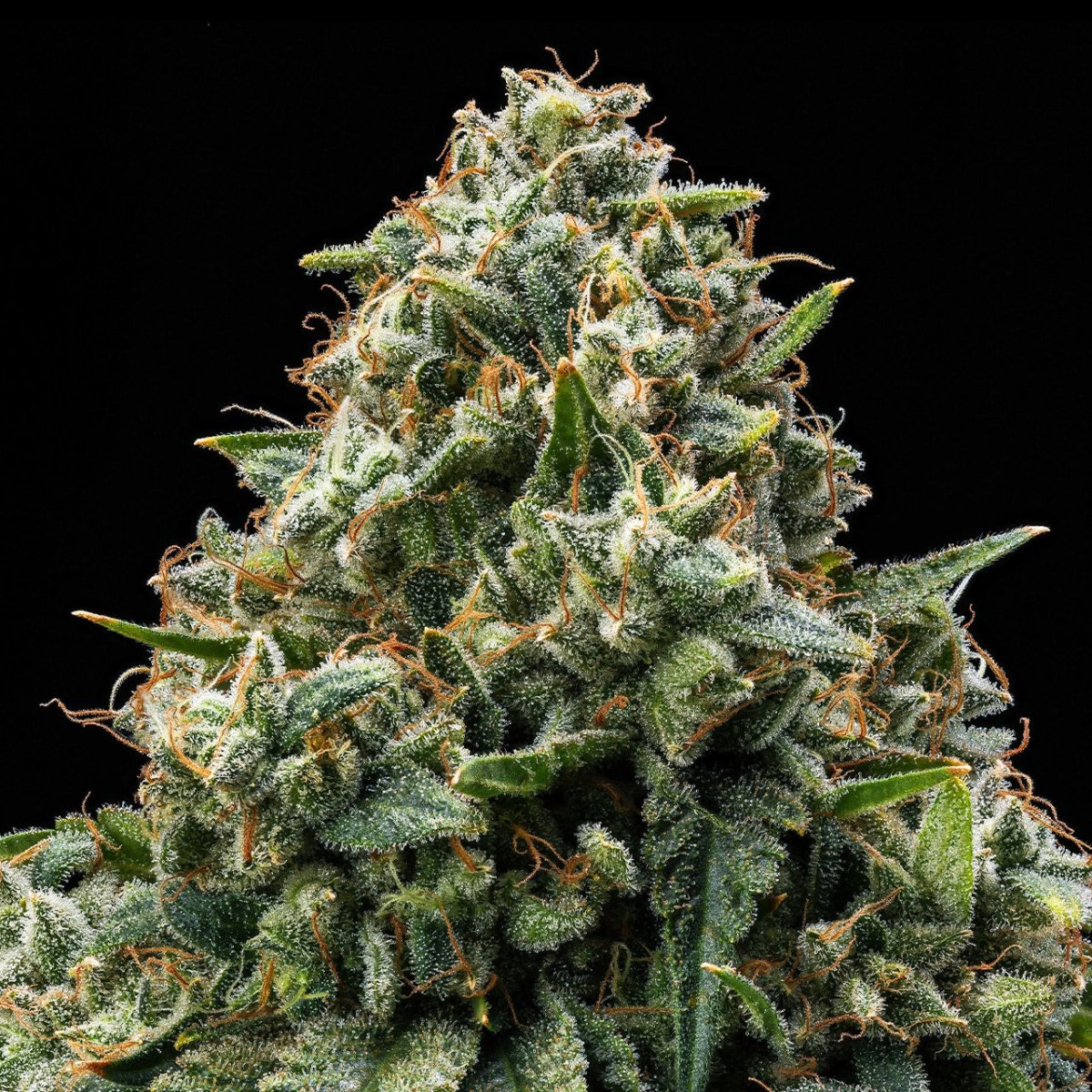 Bubba Kush Seeds