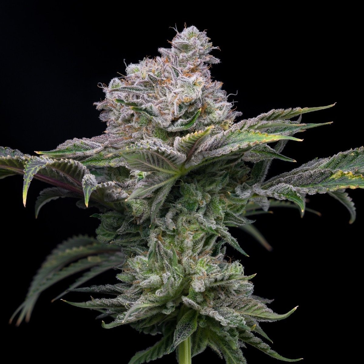 Cadillac Rainbow Seeds