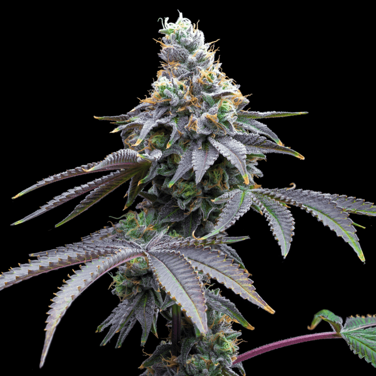 Candy Fumez Seeds
