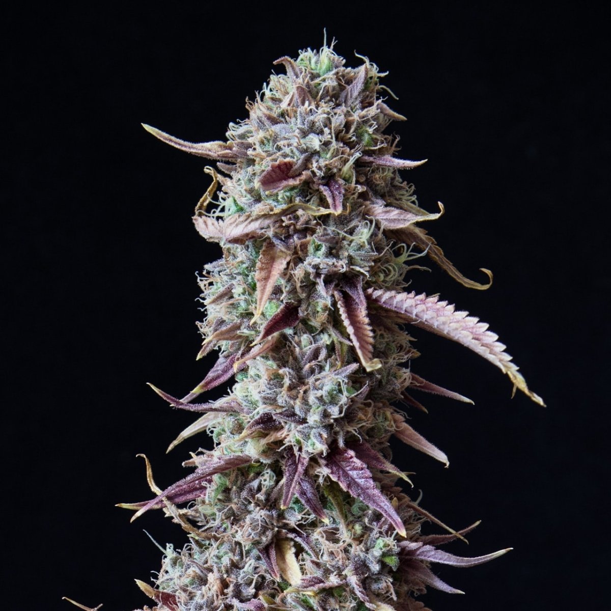 Candyland Seeds