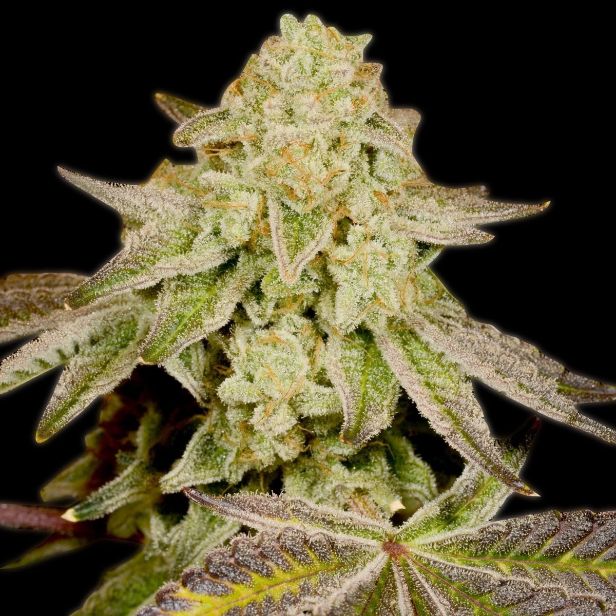 Cannatonic Seeds