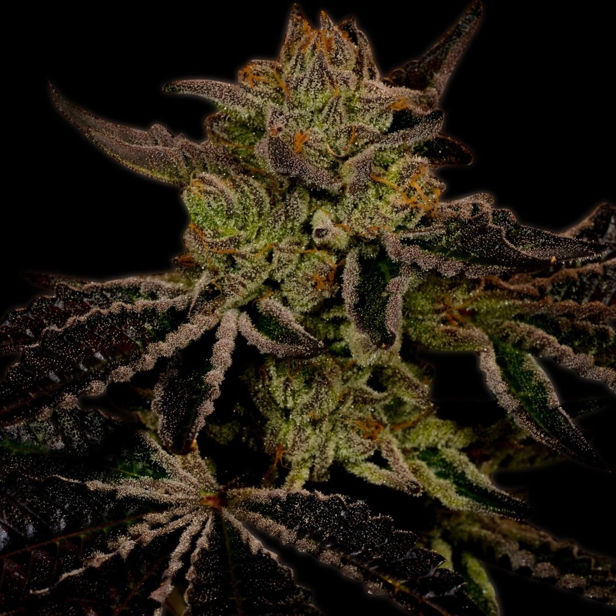 Cheese Seeds