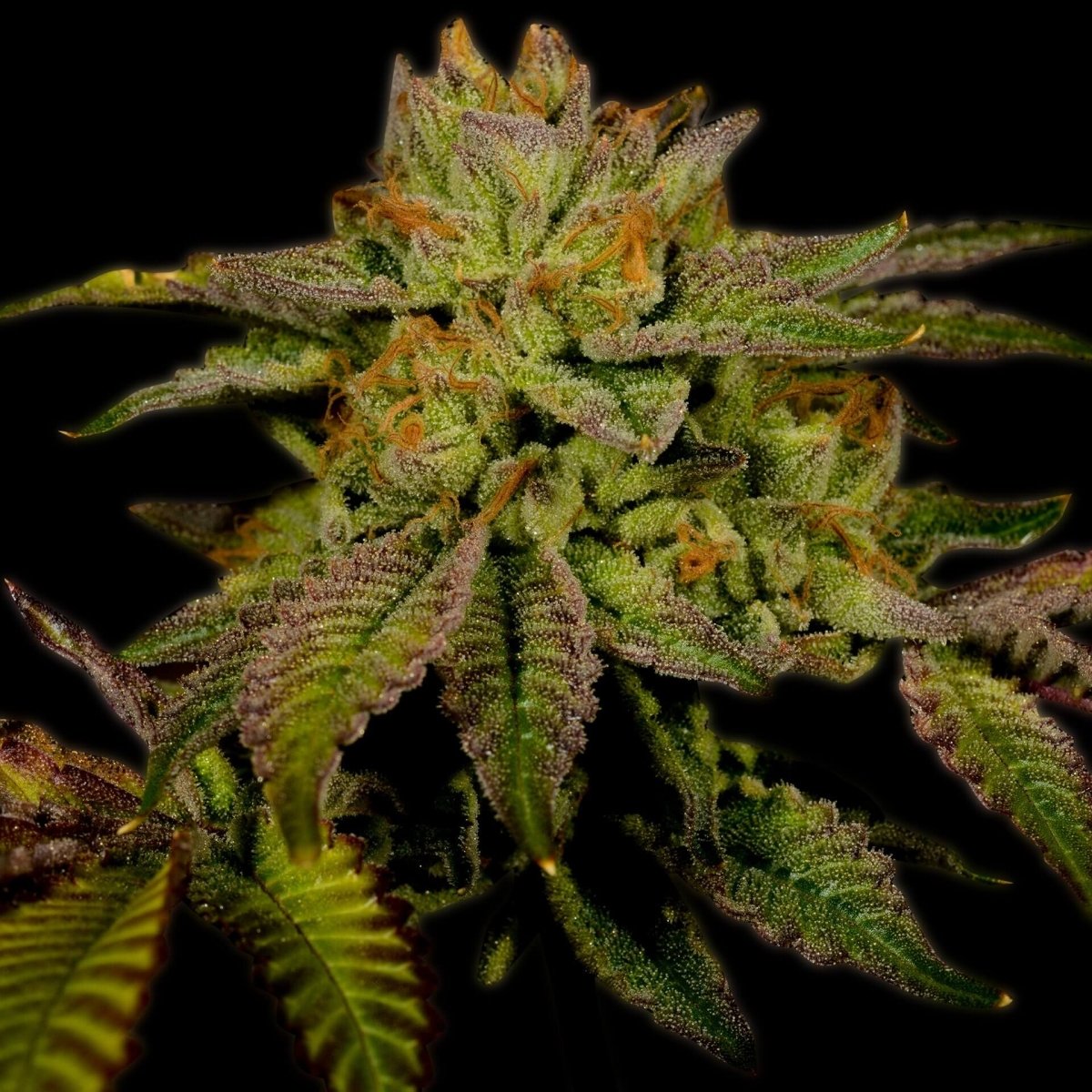 Cherry Pie Autoflower Seeds