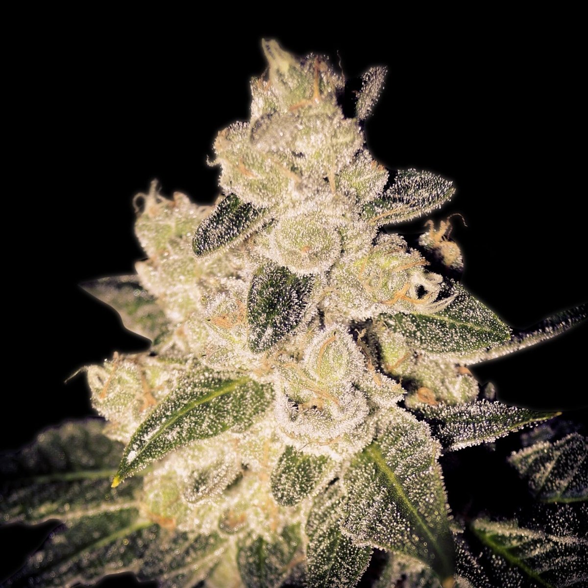 Cinderella 99 Autoflower Seeds