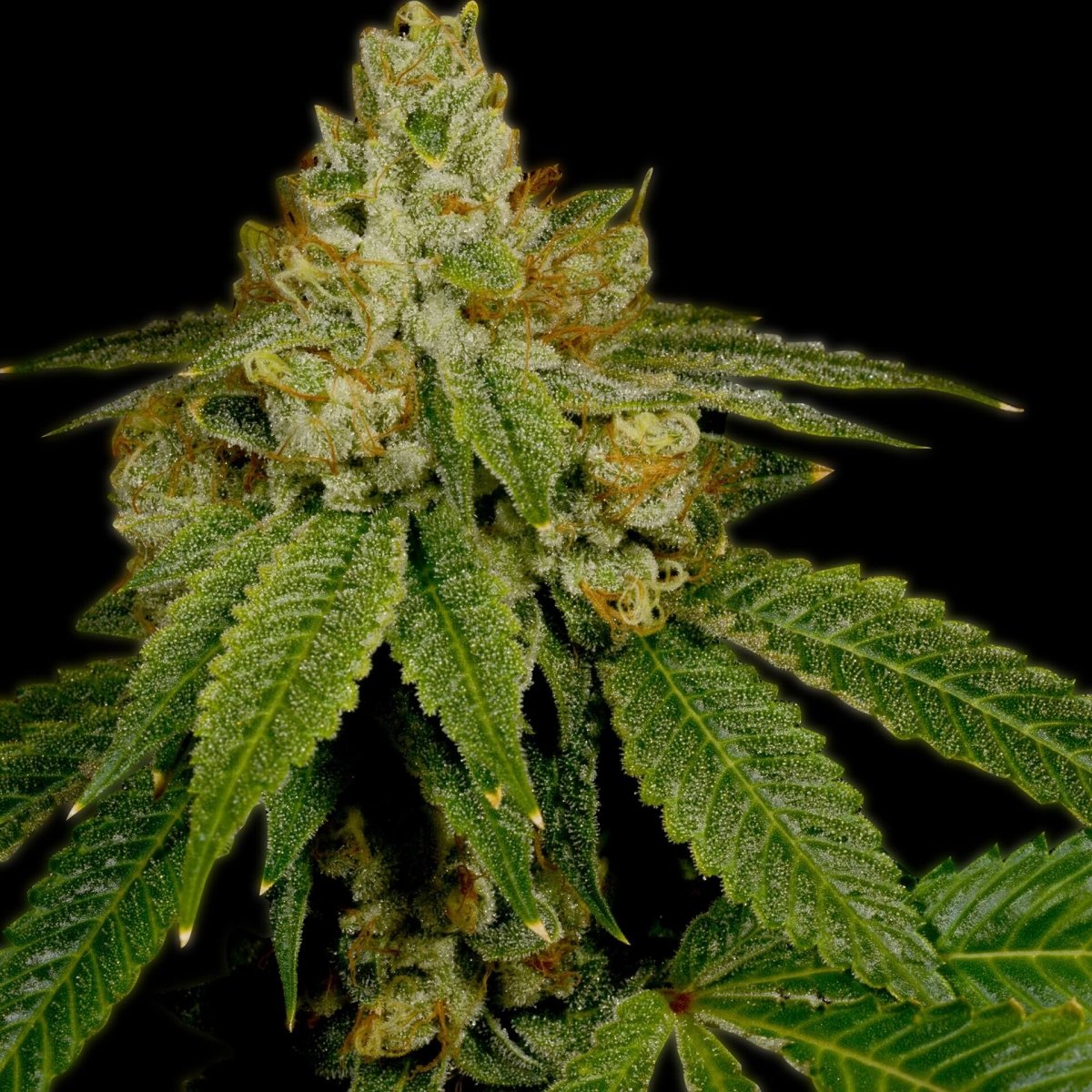 Critical Kush Seeds