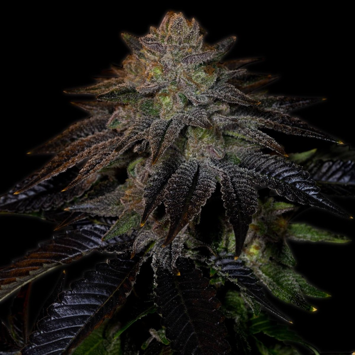 Do-Si-Dos Autoflower Seeds