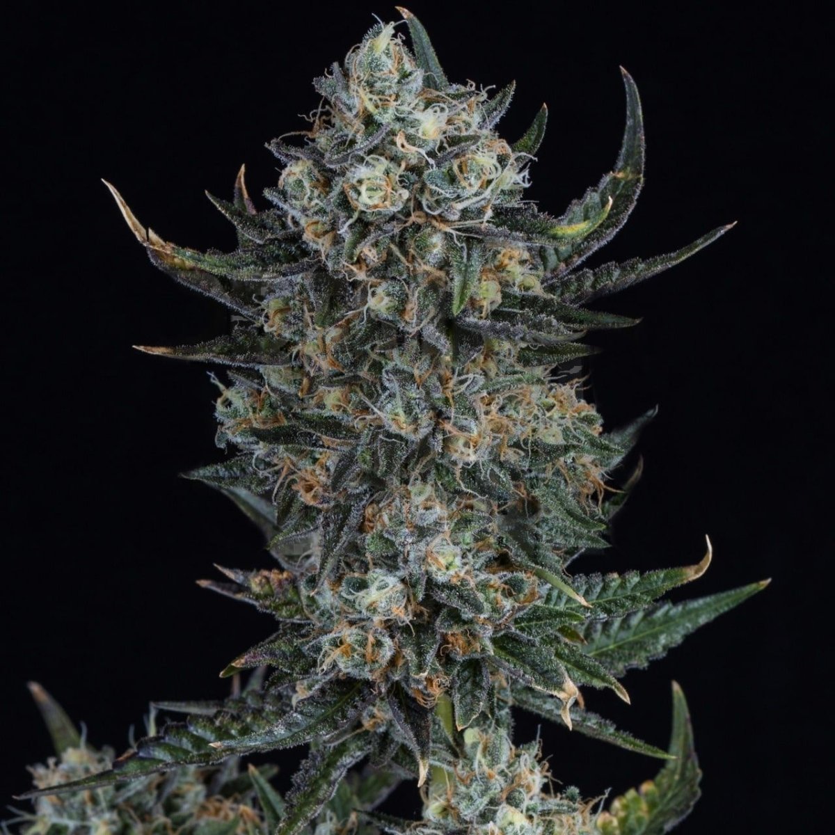 Durban Poison Seeds