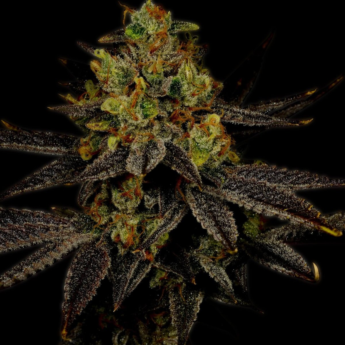 Gelato Seeds