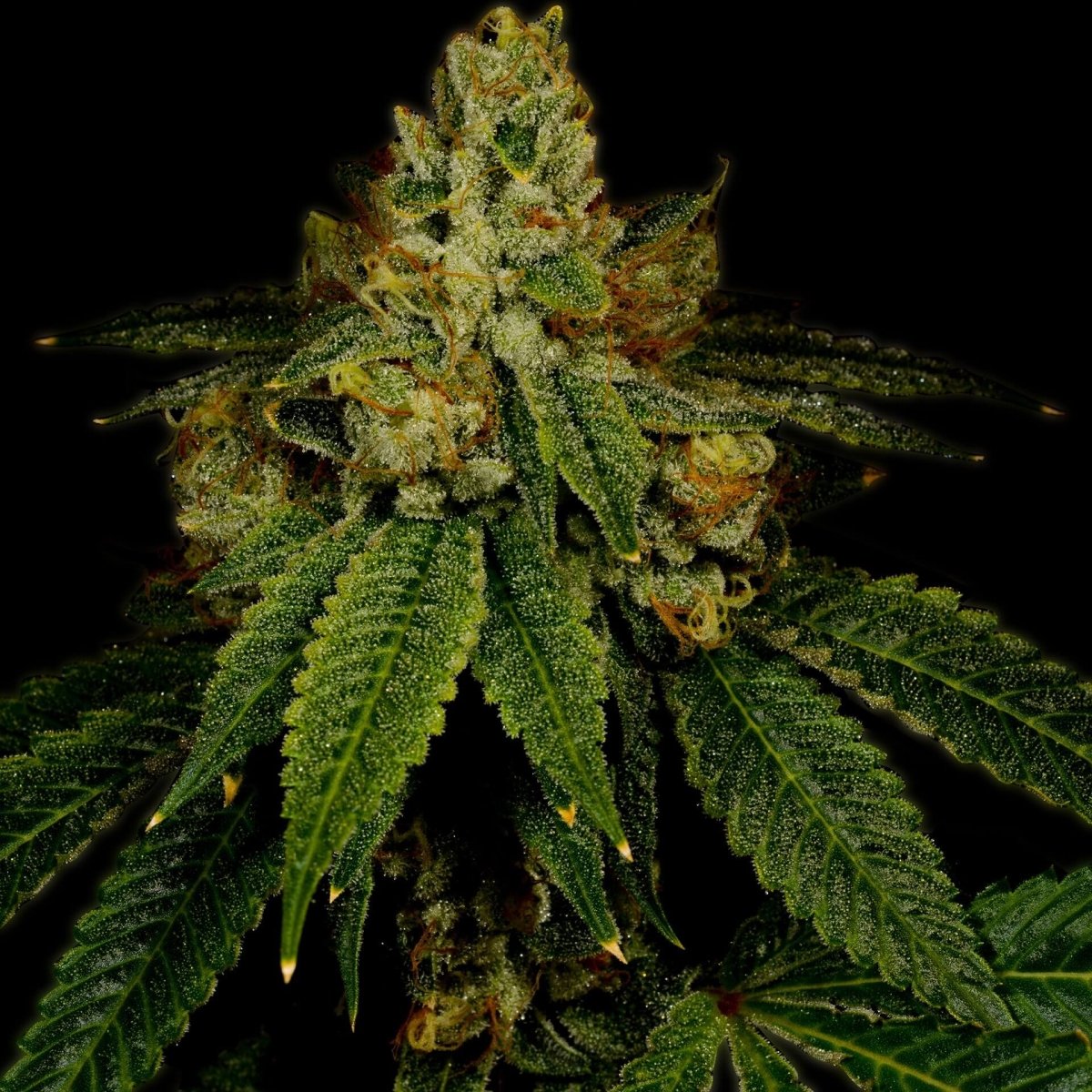 Girl Scout Cookies Autoflower Seeds