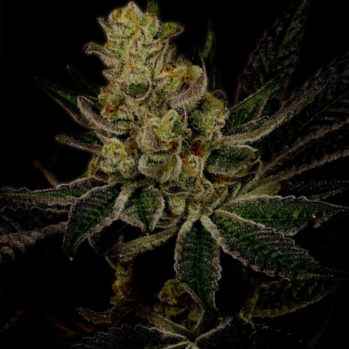 God's Gift Autoflower Seeds