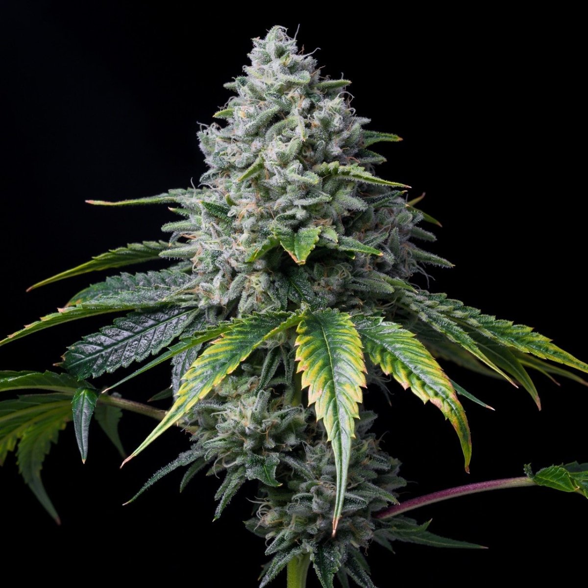 Golden Goat Seeds