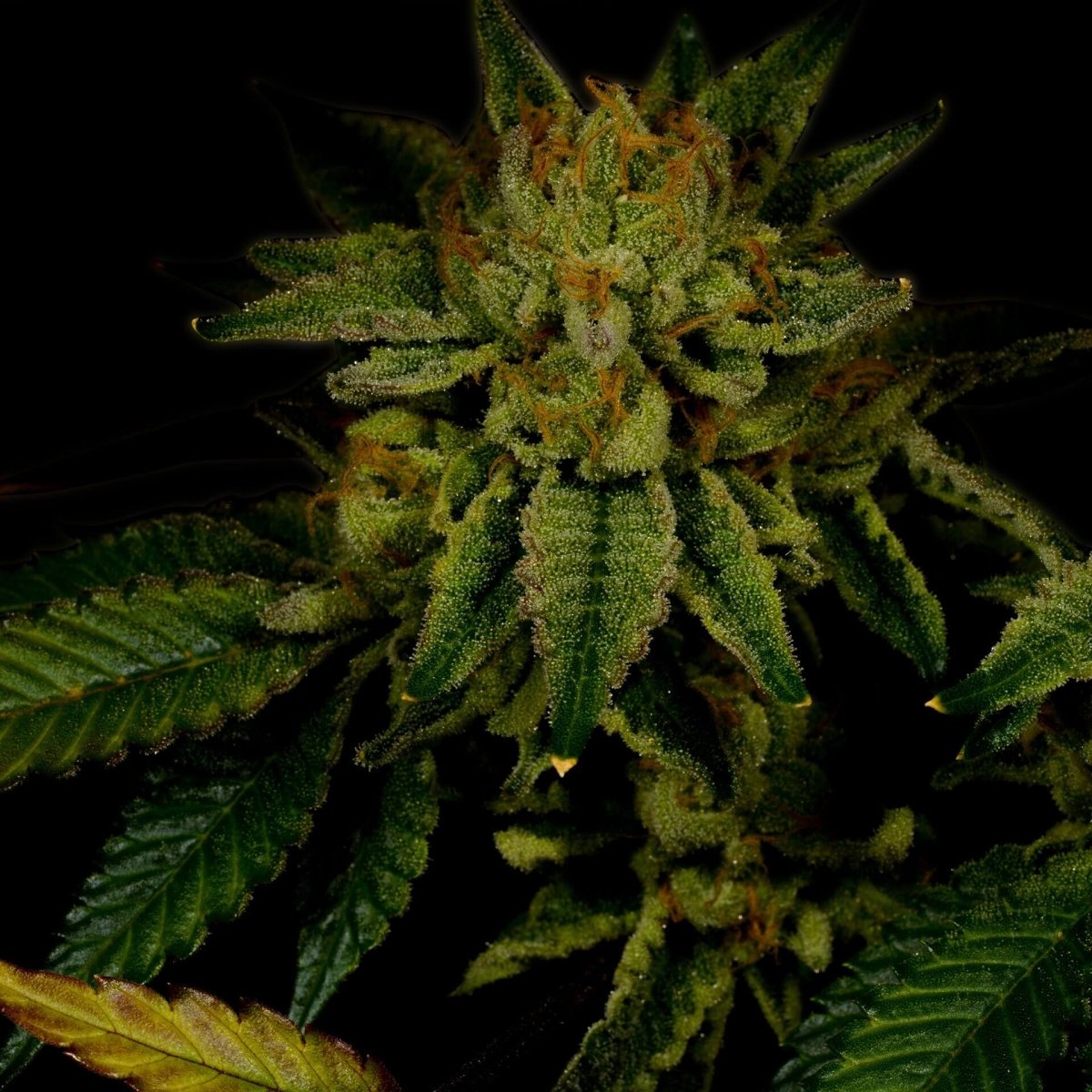 Gorilla Glue #4 Autoflower Seeds