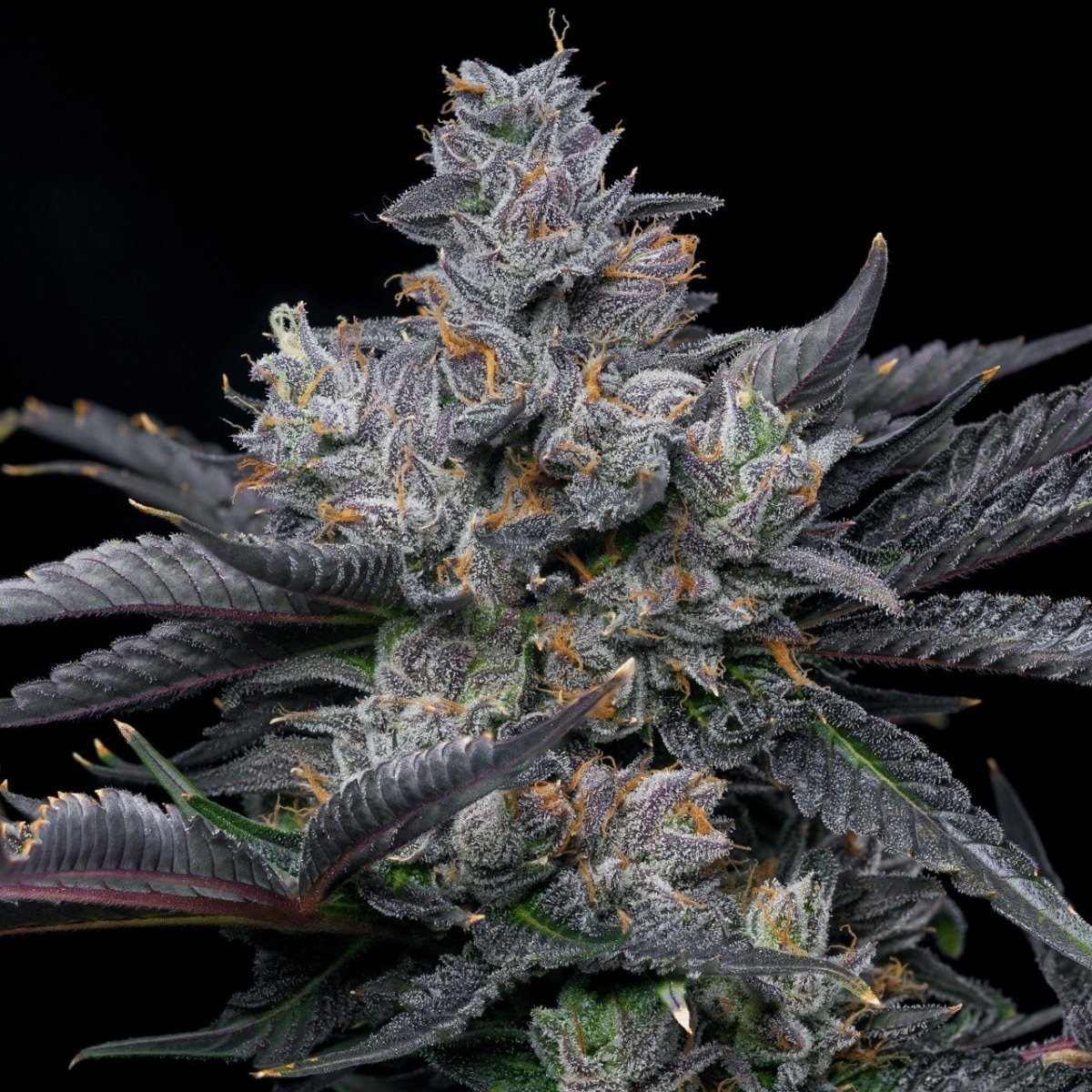 Granita OG Autoflower Seeds