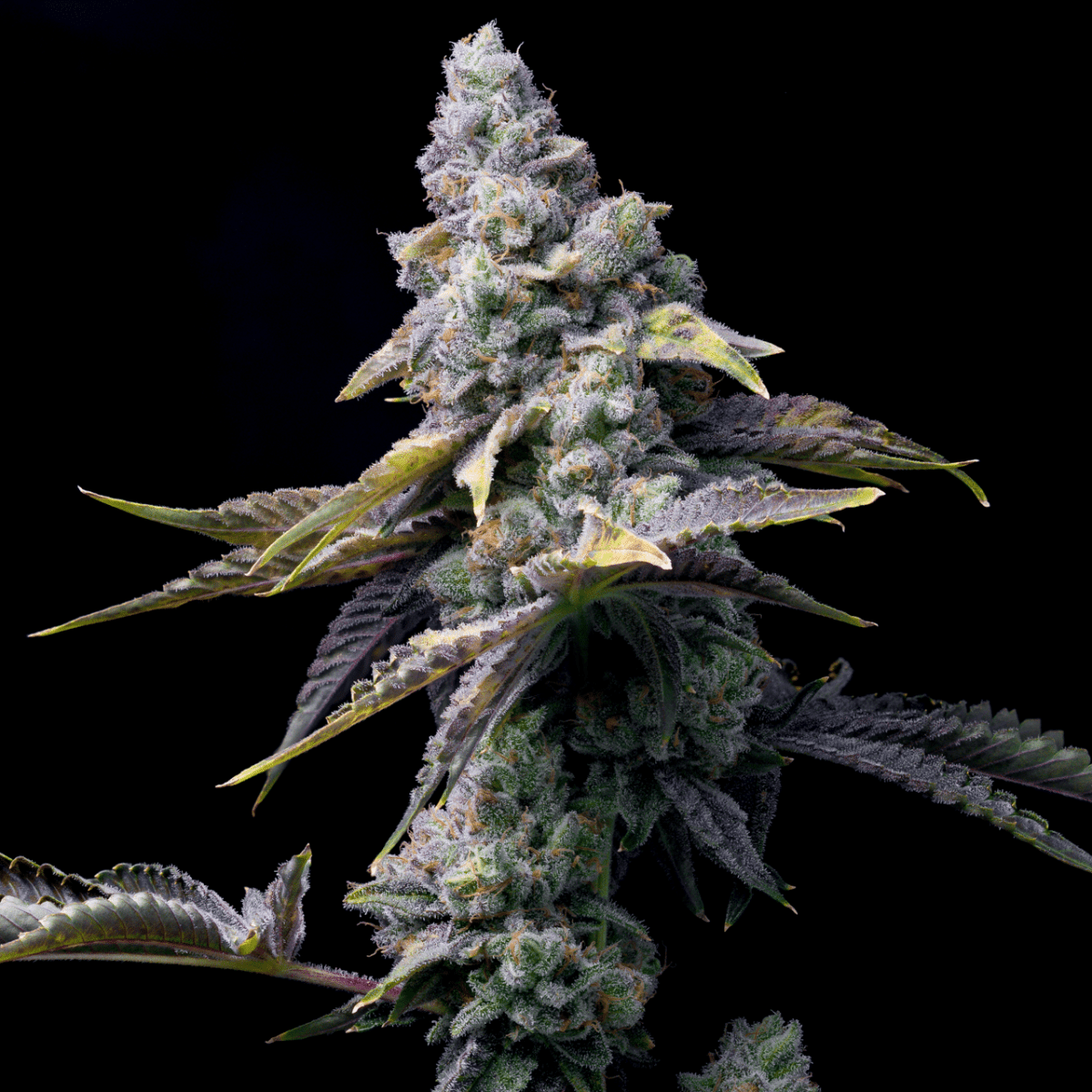 Green Eyes Autoflower Seeds