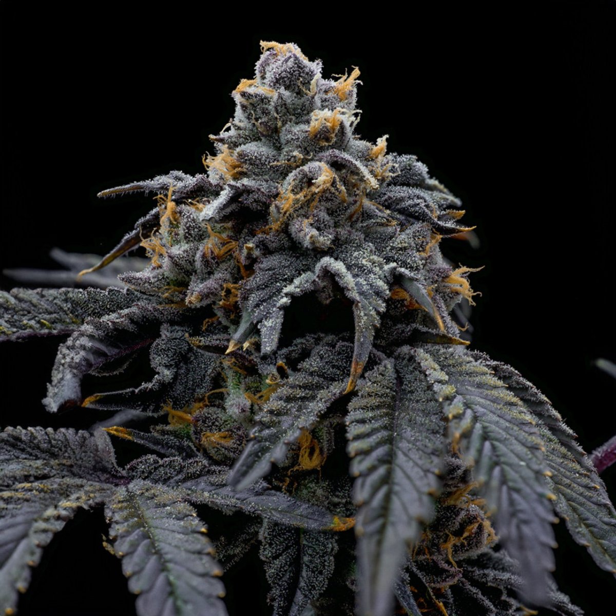 Han Solo Burger Seeds