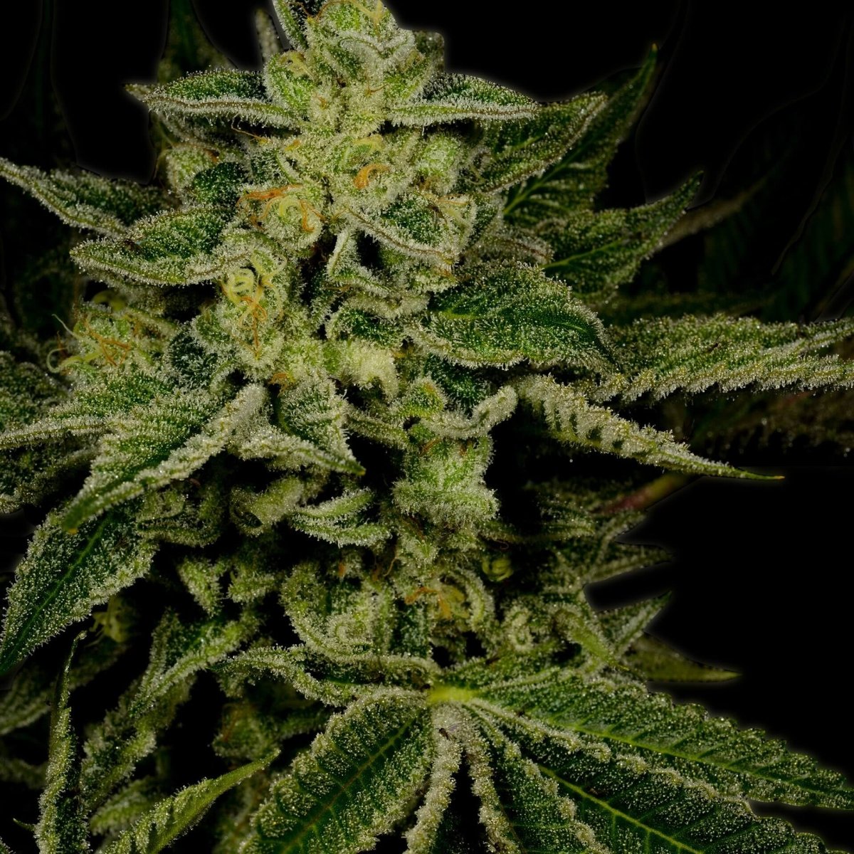 Jack Herer Seeds