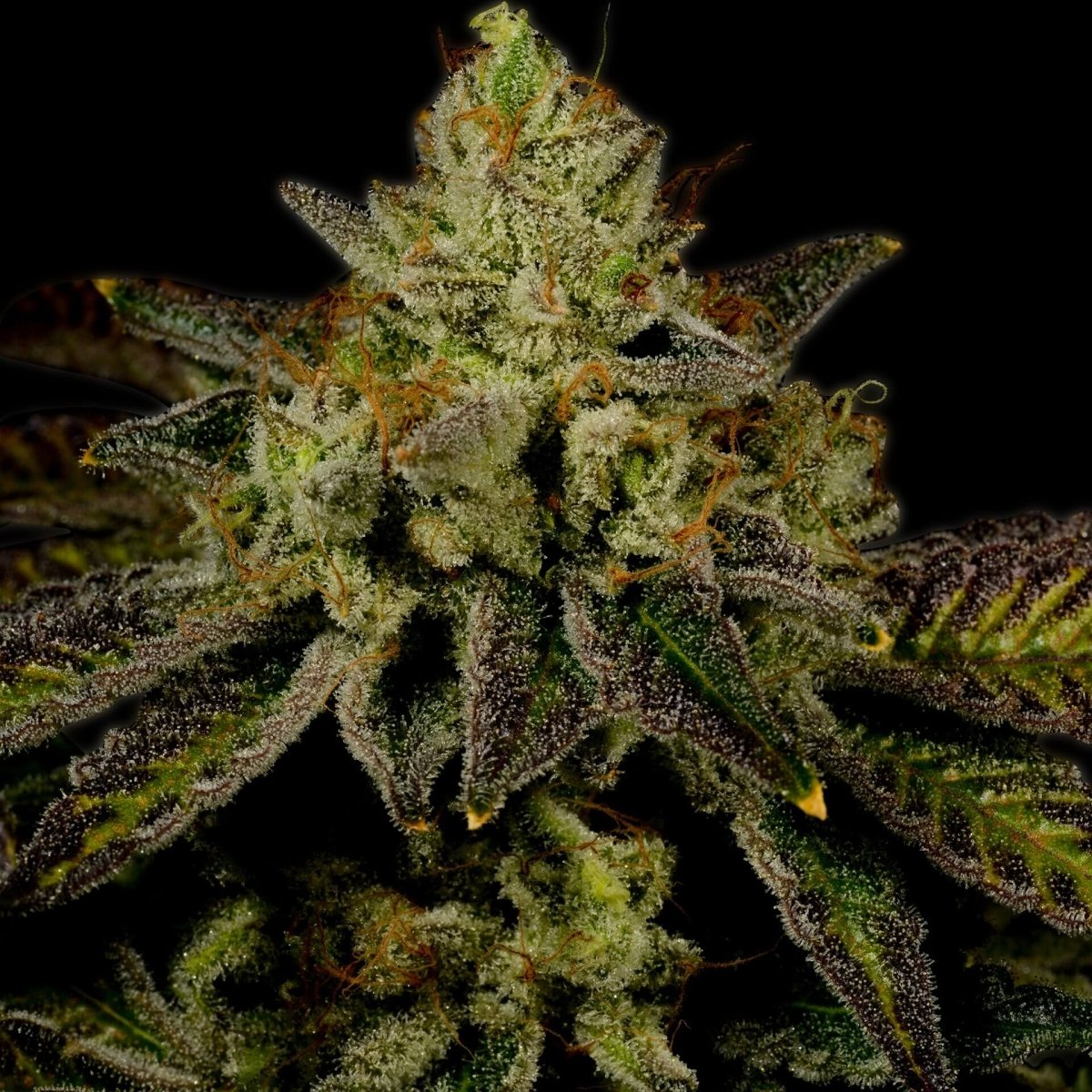 Juicy Fruit Autoflower Seeds