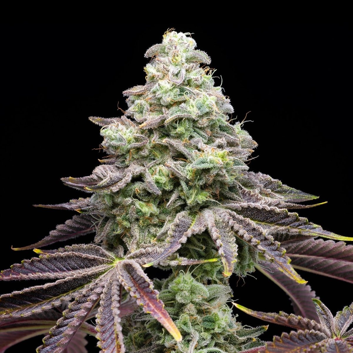 Khalifa Kush Seeds