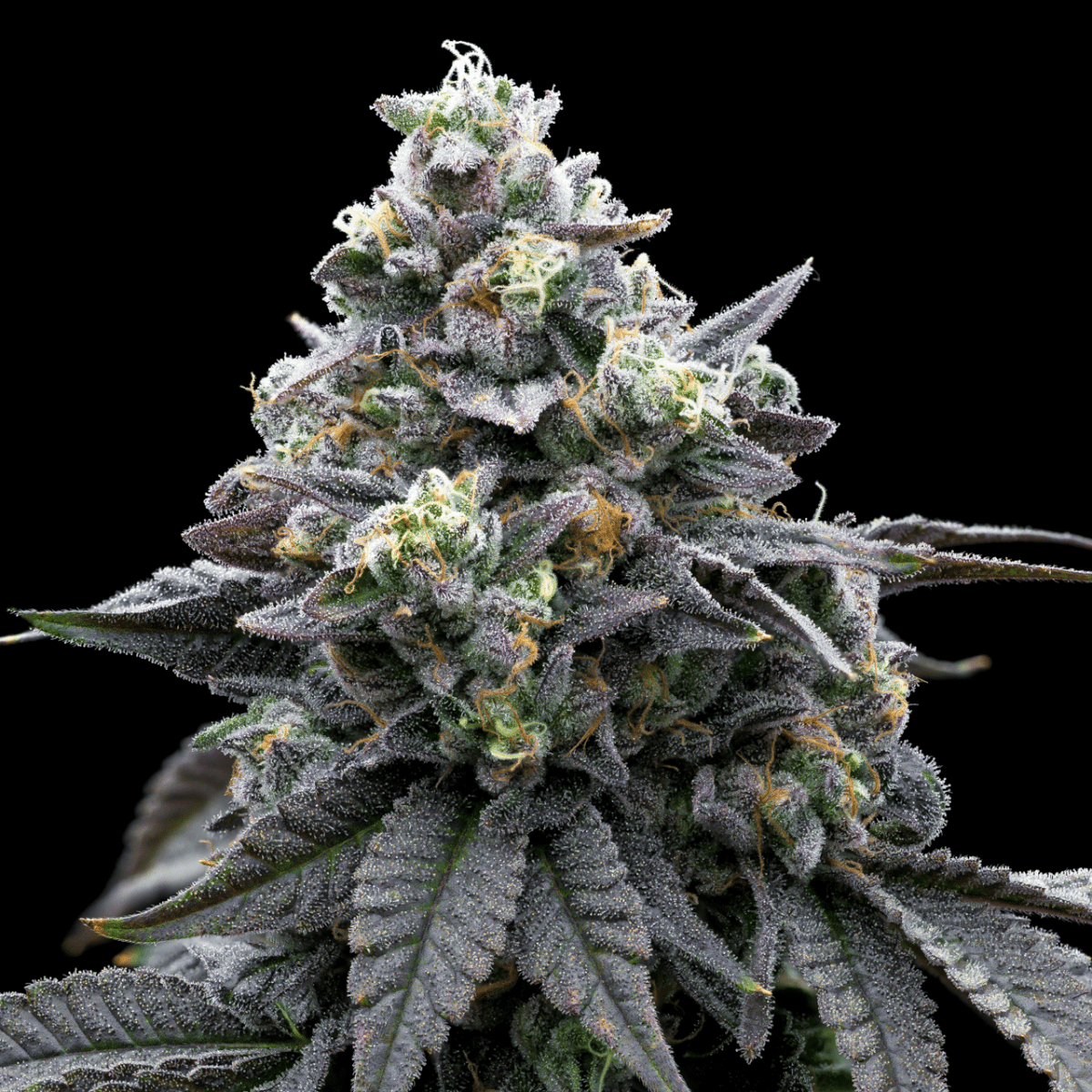 Khalifa Mints Seeds