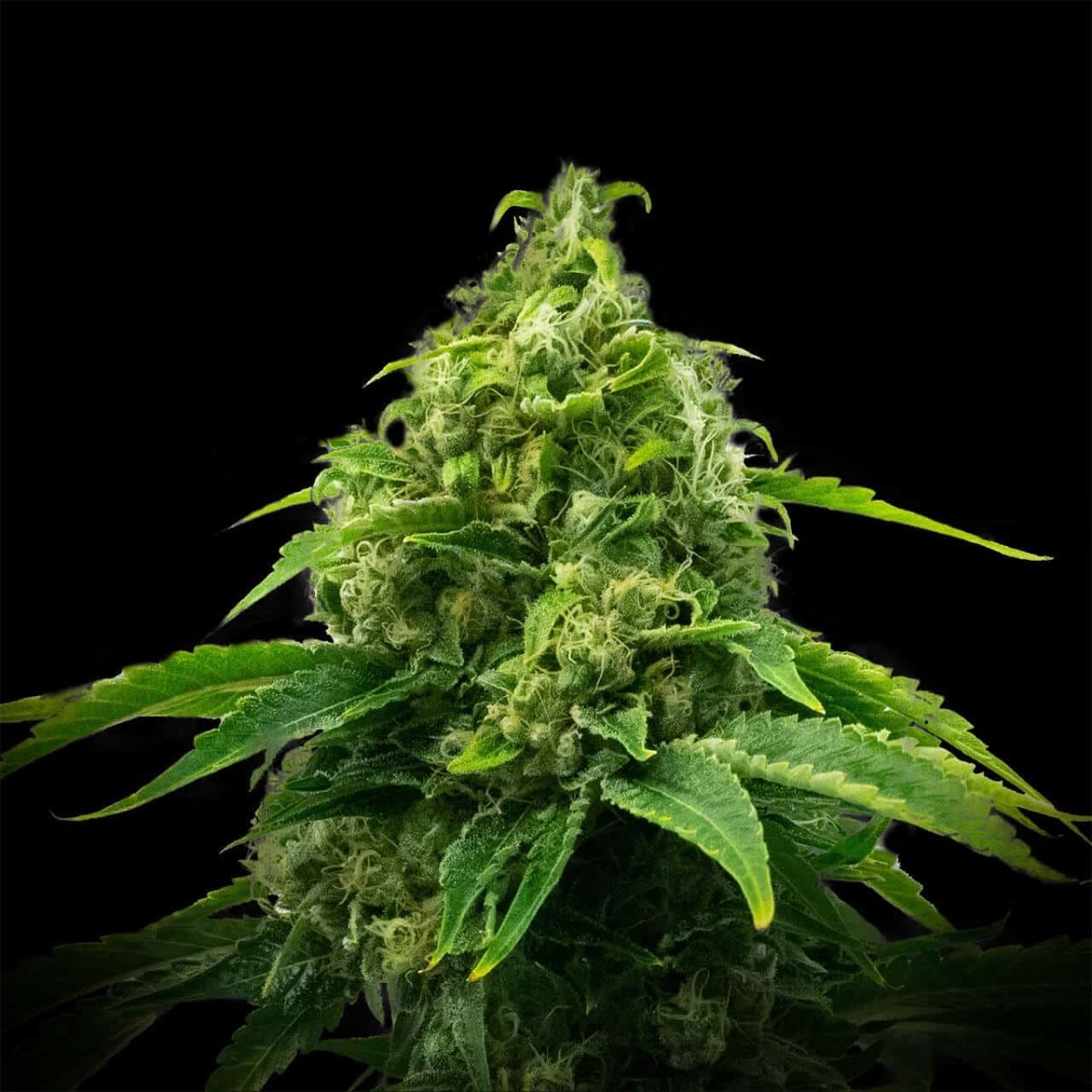 Kimbo Kush Seeds