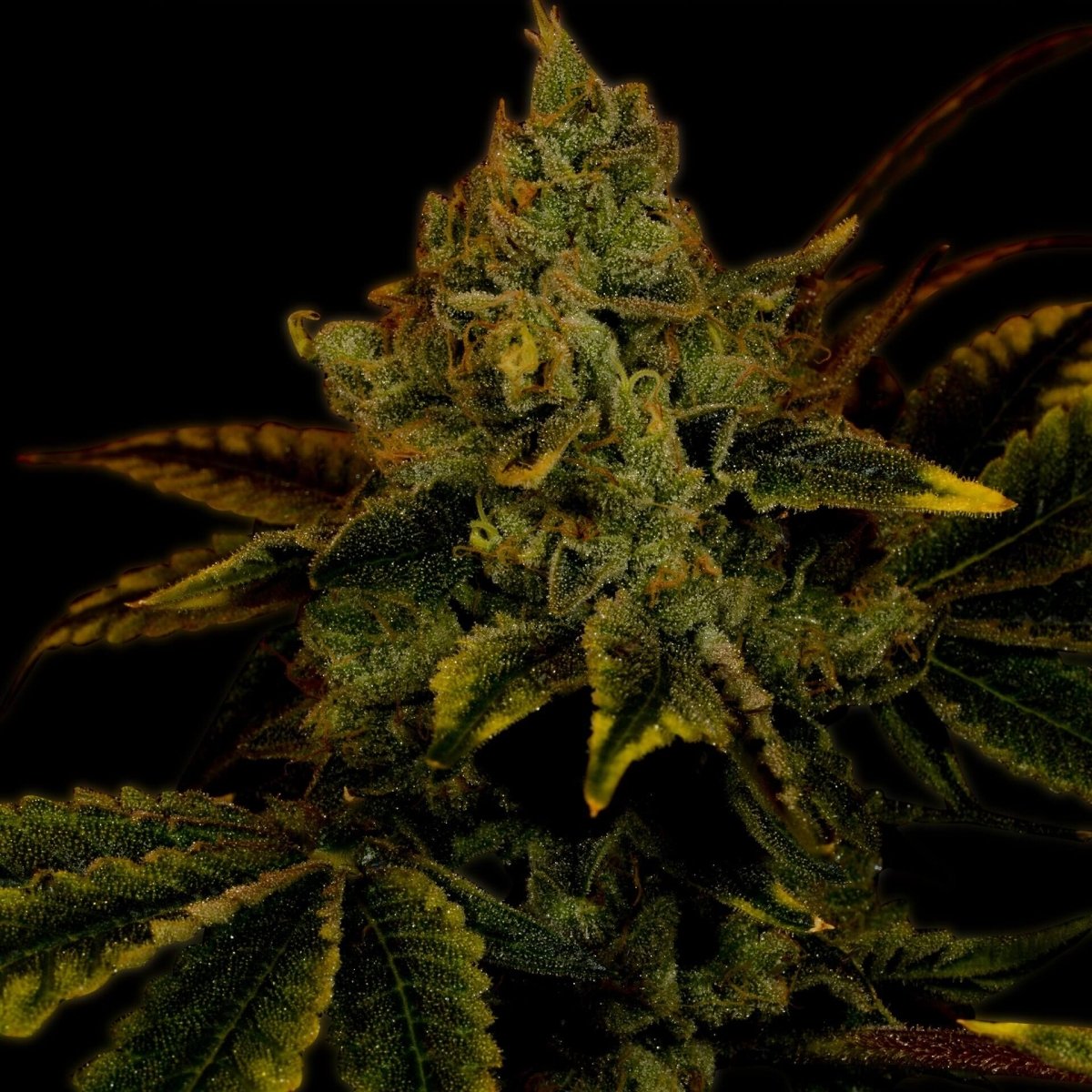 King Louis Autoflower Seeds