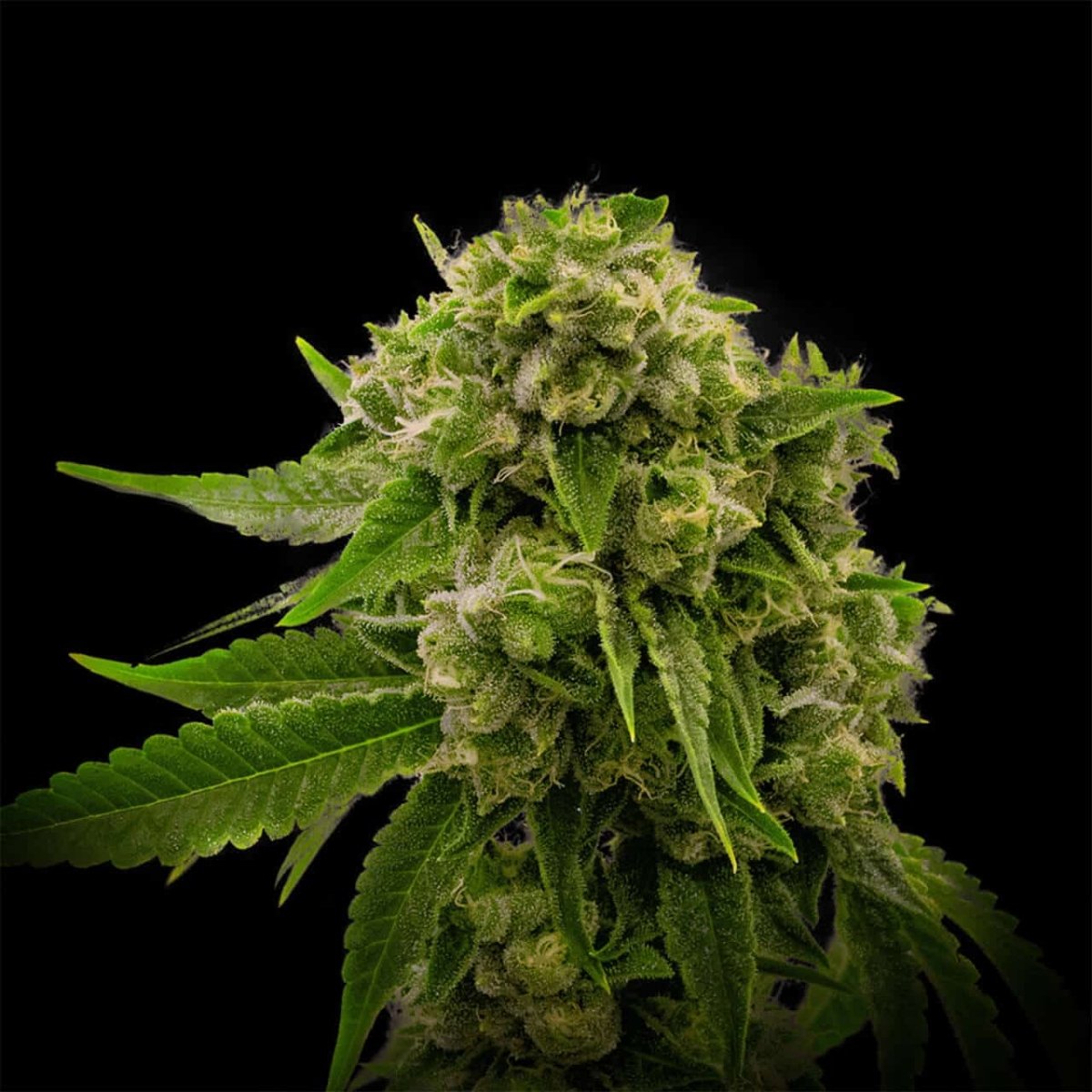 Larry OG Seeds