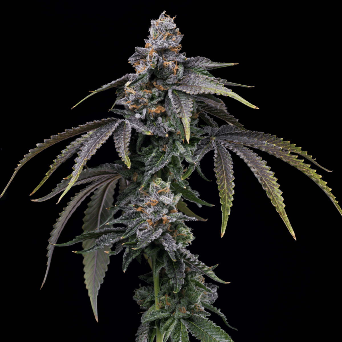 Lemon Cherry Dolato Autoflower Seeds