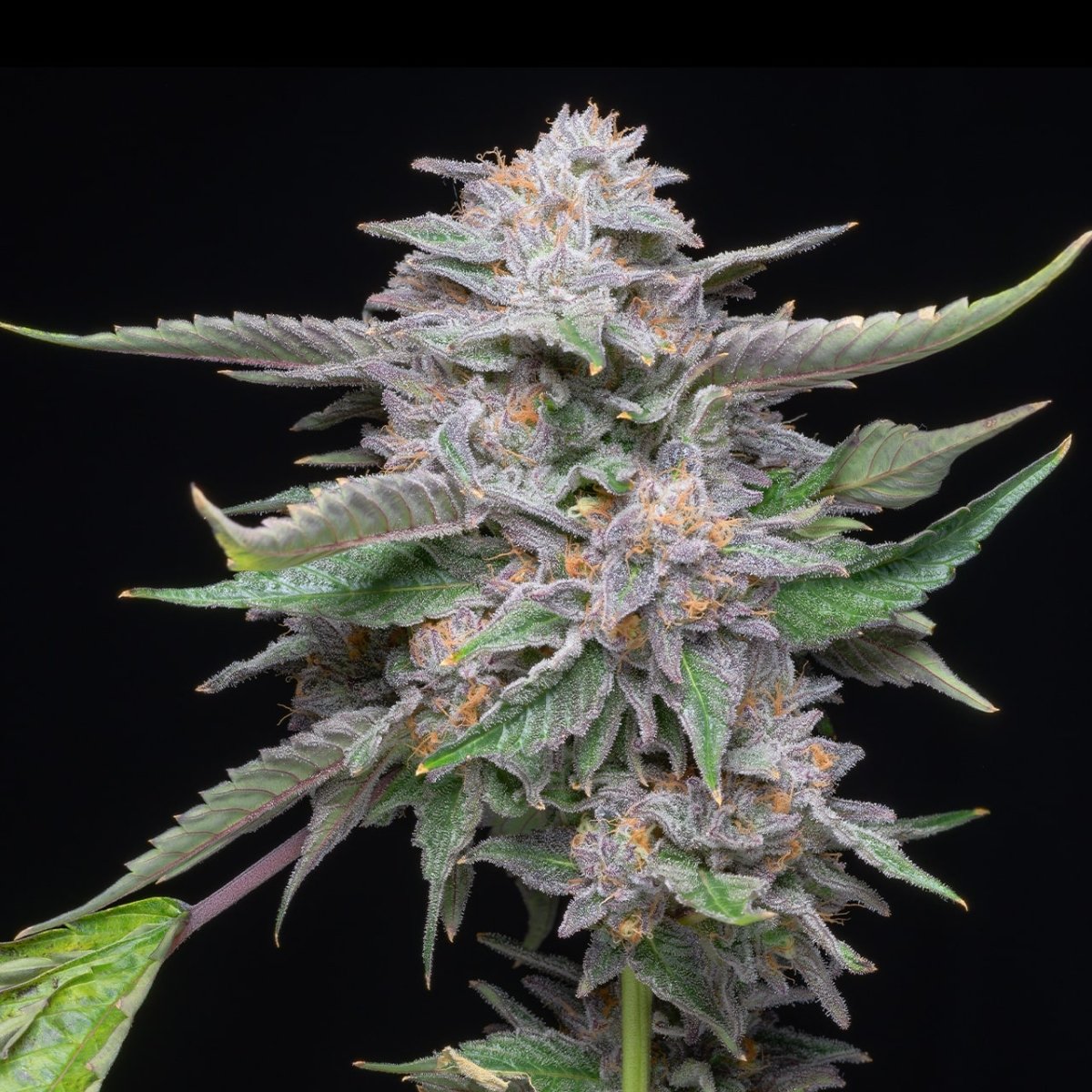 Lemon Cherry Gelato Seeds