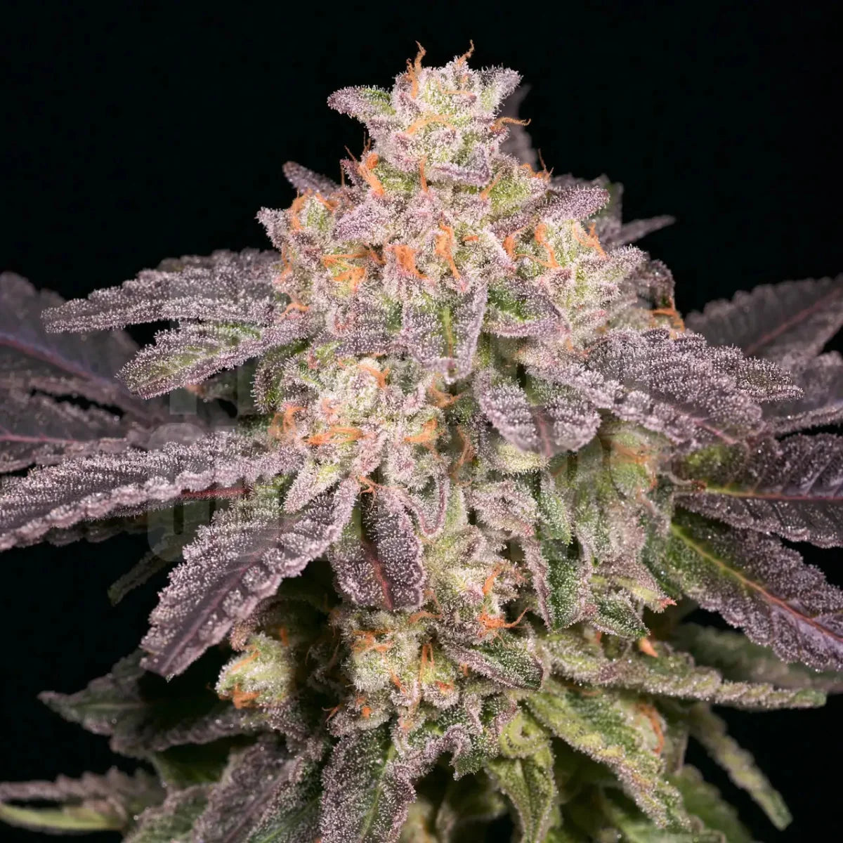Lemon Pound Cake Seeds