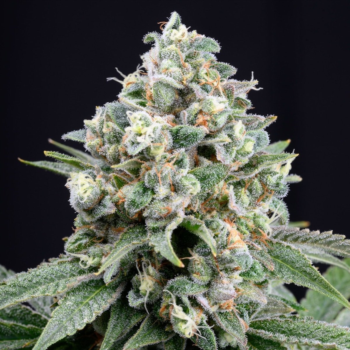 Mandarin Cookies Seeds