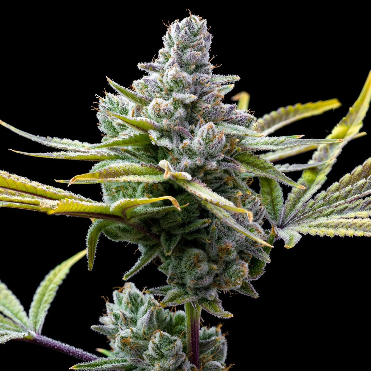 Mexican Red Hair Auto Seeds