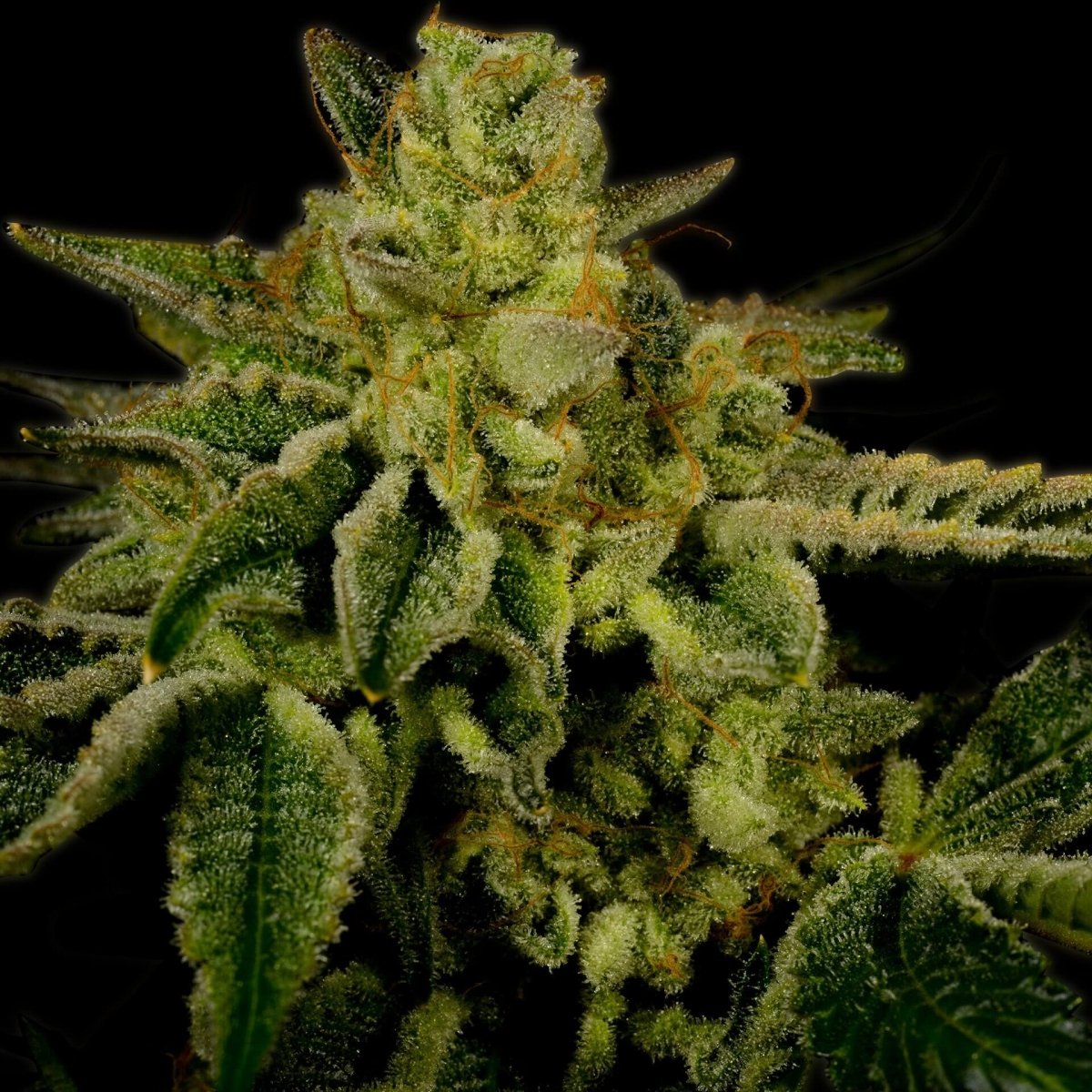 OG Kush Seeds