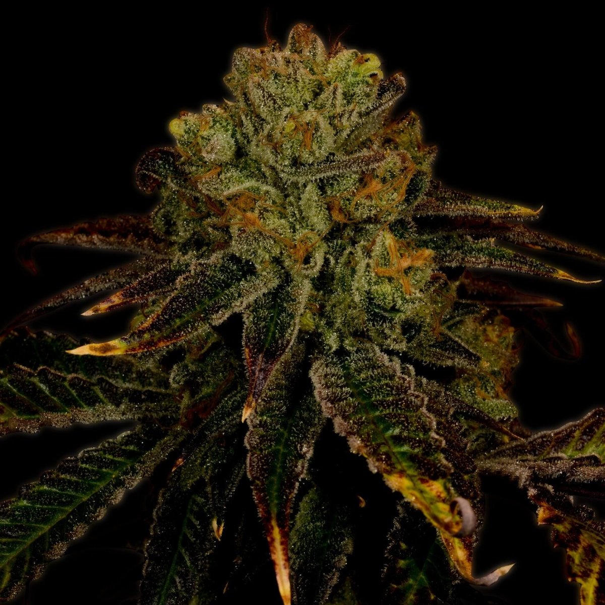 Pineapple Express Seeds