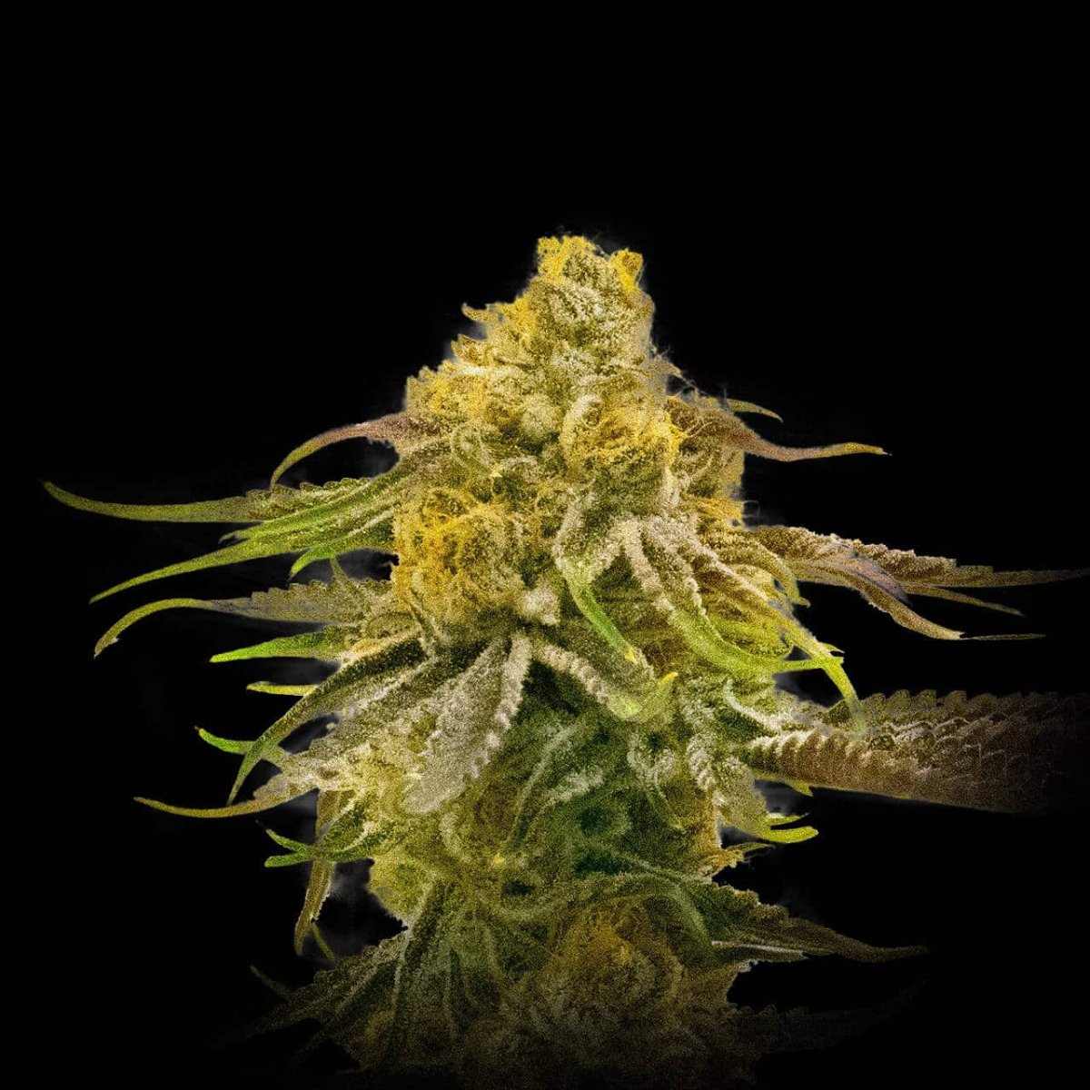 Pineapple Kush Autoflower Seeds