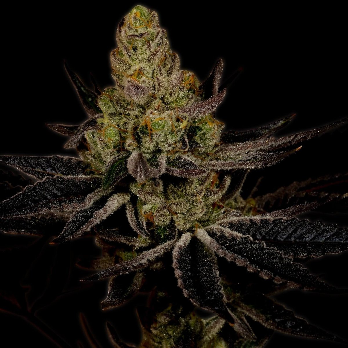 Platinum Cookies Seeds