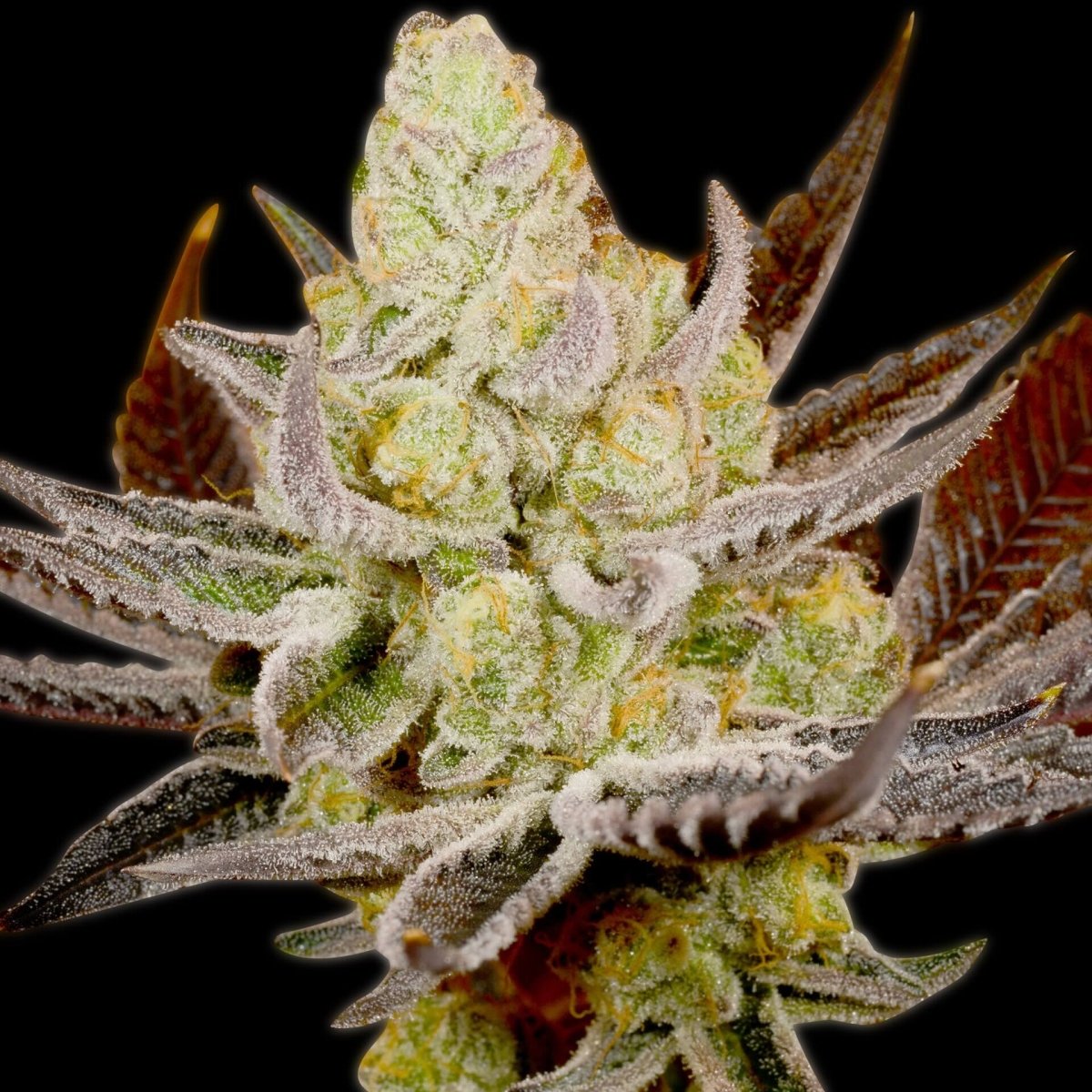 Platinum Kush Autoflower Seeds