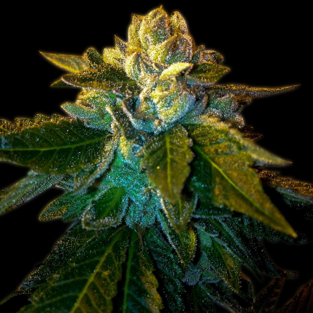 Platinum OG Autoflower Seeds