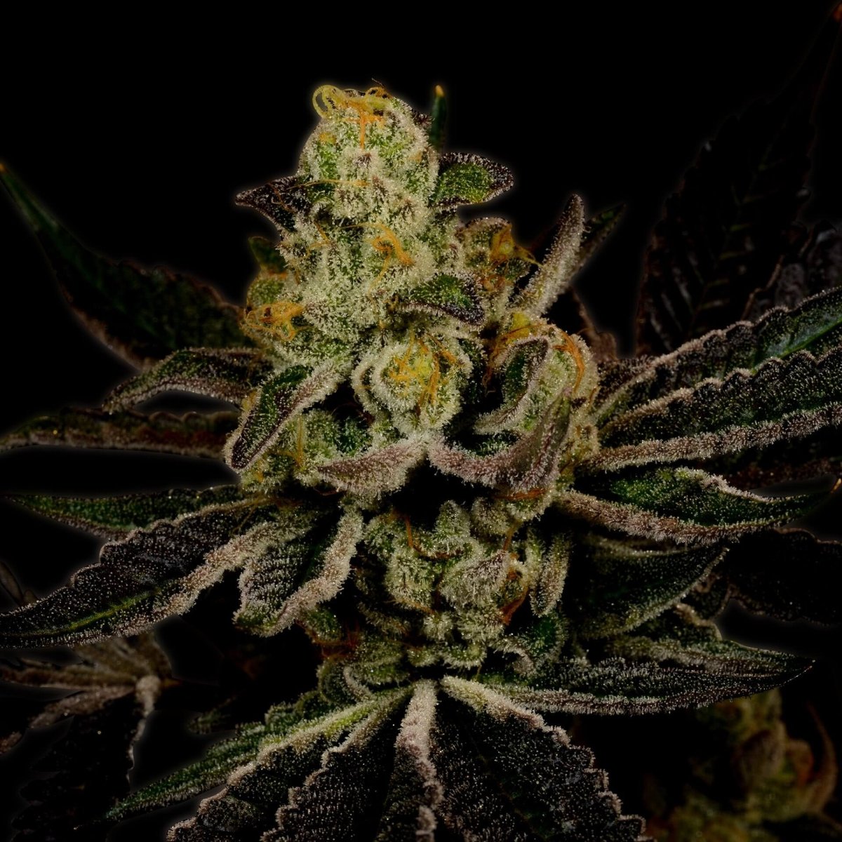 Power Plant Autoflower Seeds