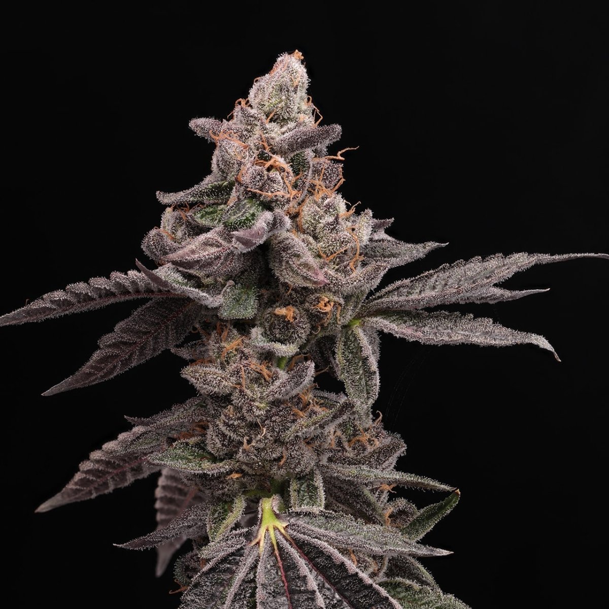 Purple Cookies Autoflower Seeds
