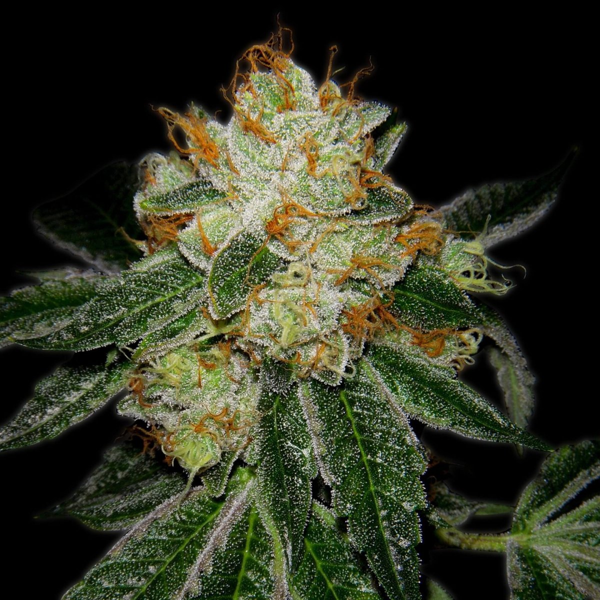 Silver Haze Seeds