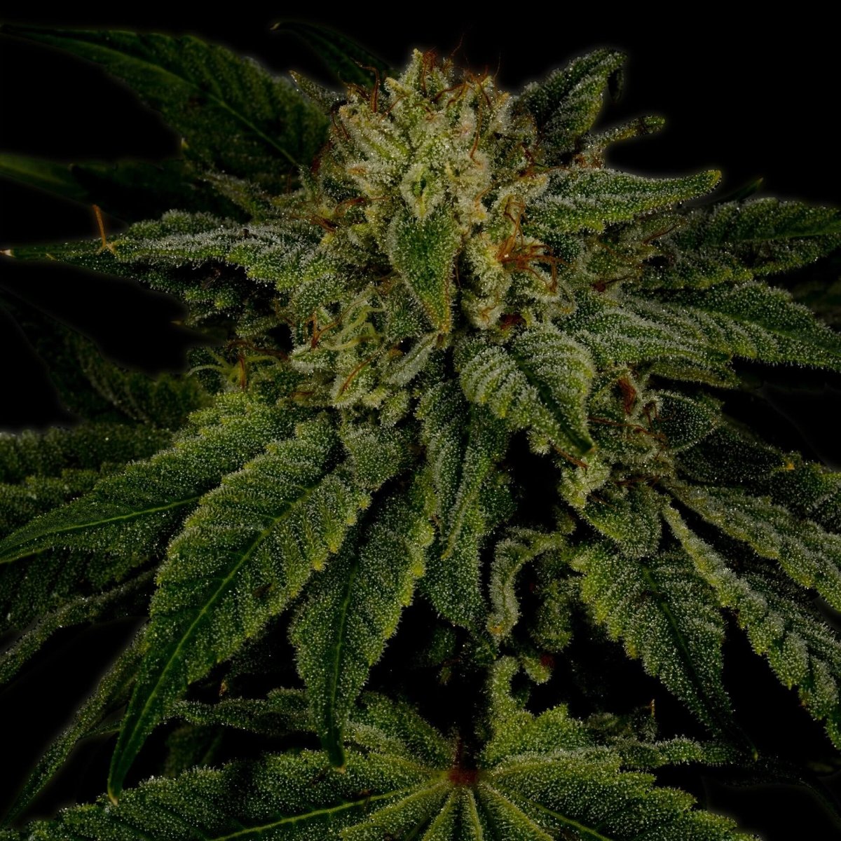 Sour Diesel Seeds