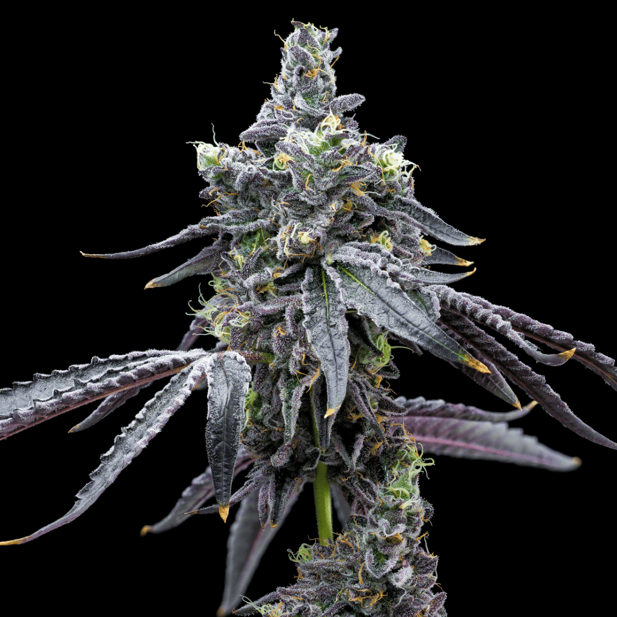 Sour Runtz Autoflower Seeds